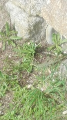 Timon lepidus lepidus