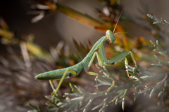 Trachymantis dentifrons