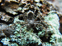 Philodromus spinitarsis