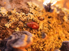 Neotriplax lewisii