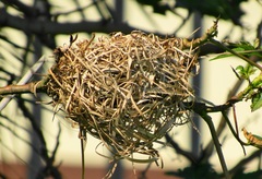 Ploceus cucullatus spilonotus