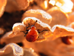 Neotriplax lewisii