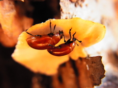 Neotriplax lewisii