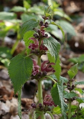Lamium orvala