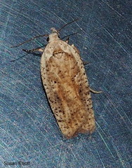 Agonopterix nervosa