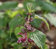 Lamium orvala