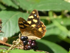 Heteronympha solandri