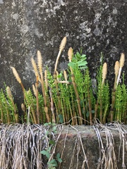 Equisetum arvense
