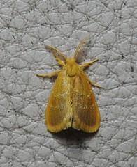 Euproctis lucifuga