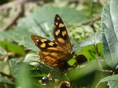 Heteronympha solandri