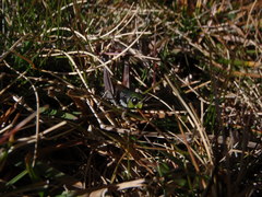 Gomphoceridius brevipennis