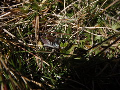 Gomphoceridius brevipennis