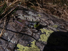 Gomphoceridius brevipennis