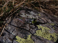 Gomphoceridius brevipennis