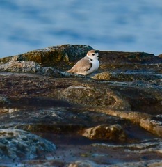 Charadrius dealbatus