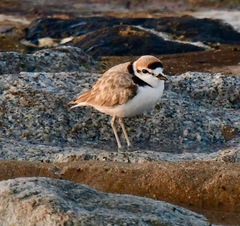 Charadrius peronii