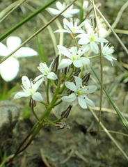 Trachyandra saltii