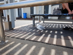 Chroicocephalus novaehollandiae