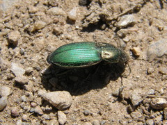 Poecilus kugelanni