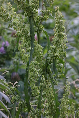 Rumex crispus
