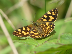 Oreixenica kershawi