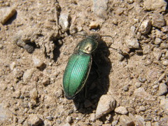 Poecilus kugelanni