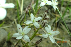 Trachyandra saltii
