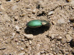 Poecilus kugelanni