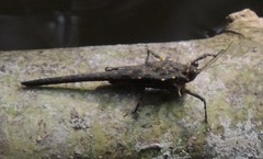 Scelimena gombakensis