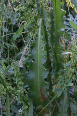 Rumex crispus