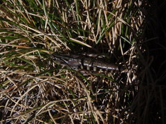 Gomphoceridius brevipennis