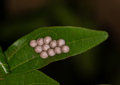 Tessaratoma papillosa