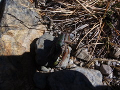 Cophopodisma pyrenaea