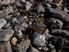 Cophopodisma pyrenaea