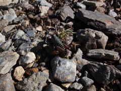 Cophopodisma pyrenaea