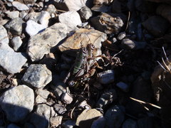 Cophopodisma pyrenaea