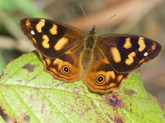 Heteronympha solandri