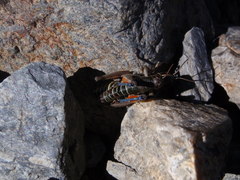 Cophopodisma pyrenaea