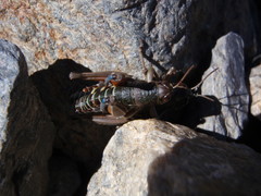 Cophopodisma pyrenaea