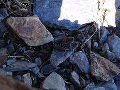 Cophopodisma pyrenaea