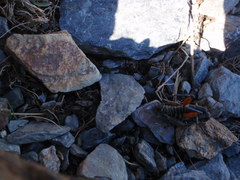 Cophopodisma pyrenaea