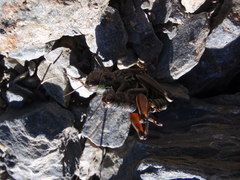 Cophopodisma pyrenaea