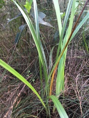 Dianella nigra