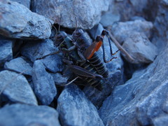 Cophopodisma pyrenaea