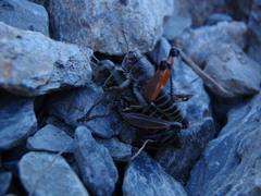 Cophopodisma pyrenaea