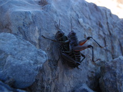 Cophopodisma pyrenaea