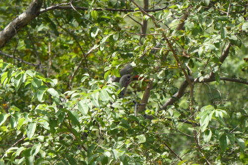 Northern Red-billed Hornbill