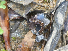 Victaphanta compacta