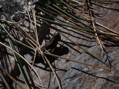 Gomphoceridius brevipennis