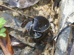 Victaphanta compacta